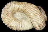 Fossil Heteromorph (Nostoceras) Ammonite - Madagascar #129519-1